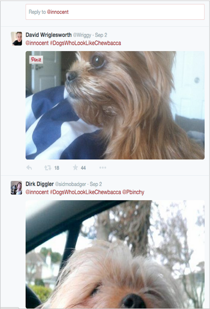 example of random social media posts. Dogs who look like Chewbacca